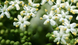 elder flowers